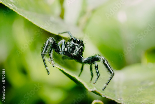 Macro of Golden Jumping Spider (Paraphidippus aurantius) with peaceful green nature background