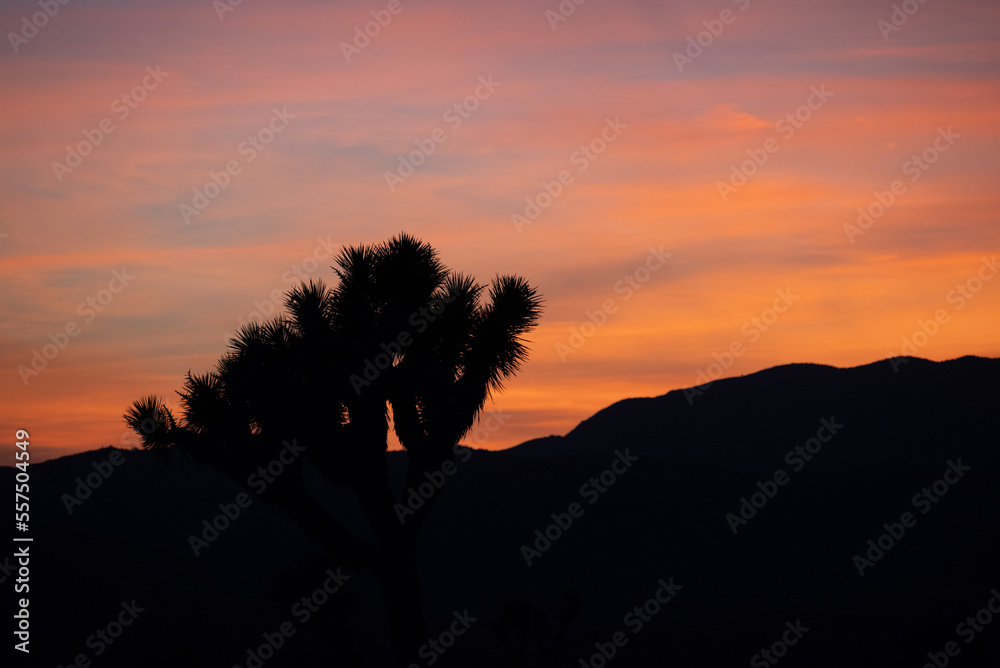 silhouette of a joshua tree with bright sunset sky in the background