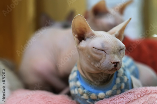 Fotografie close up Sphynx hairless cat in cloth doze off