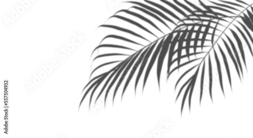 Realistic shadow palm leaves cut out transparent backgrounds 3d rendering png files