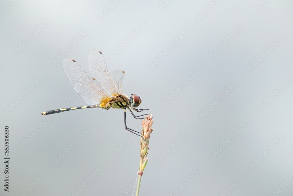 Dancing Dropwing Dragonfly on a stem edge Dancing Dropwing Dragonfly on a stem edge