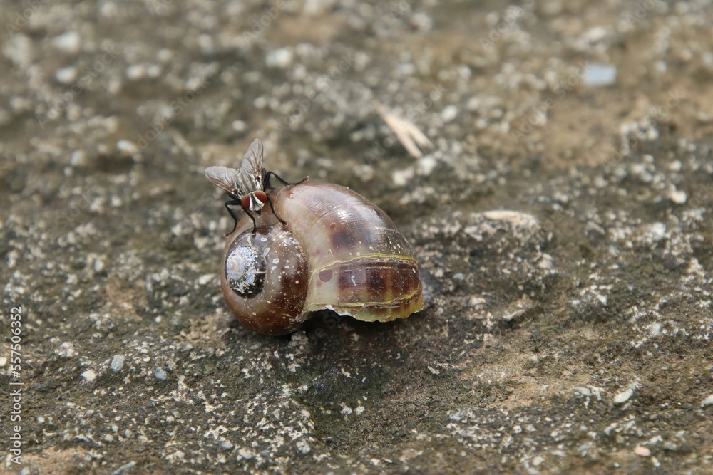 Flesh Flies on a dead snail shell Flesh Flies on a dead snail shell