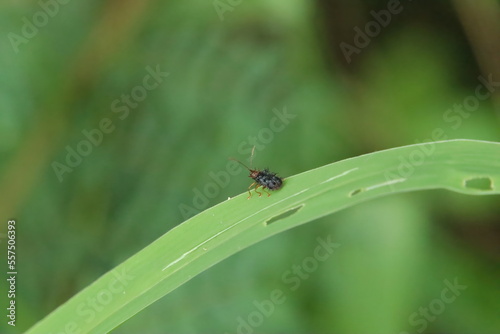 Small insect on a leaf in a park
