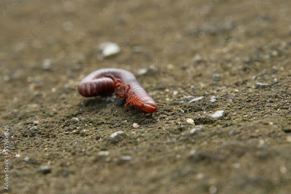 Dead Rusty Millipede on the ground Dead Rusty Millipede on the ground