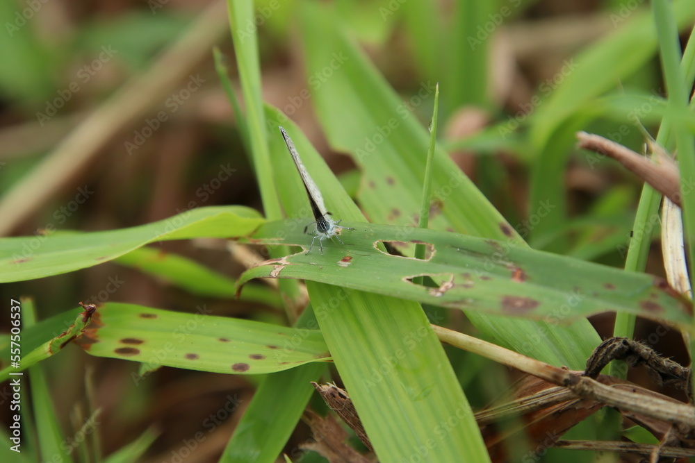 Small Tiny Grass Blue Butterfly 