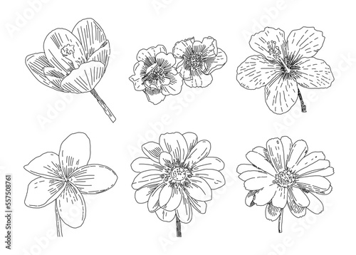 Flowers Vector Hand Drawn