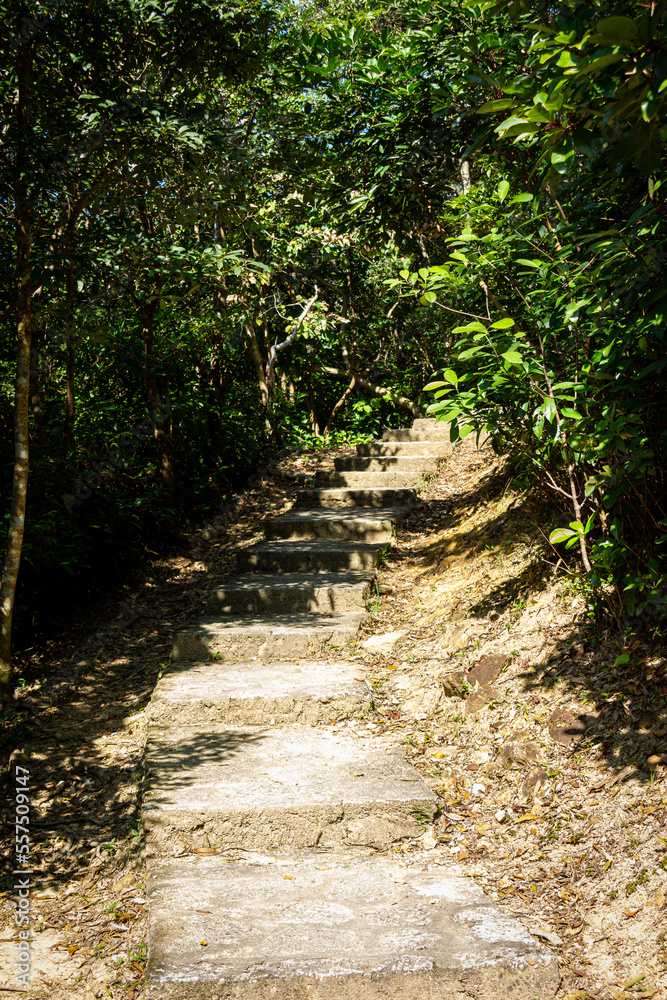 Fototapeta premium path in the forest