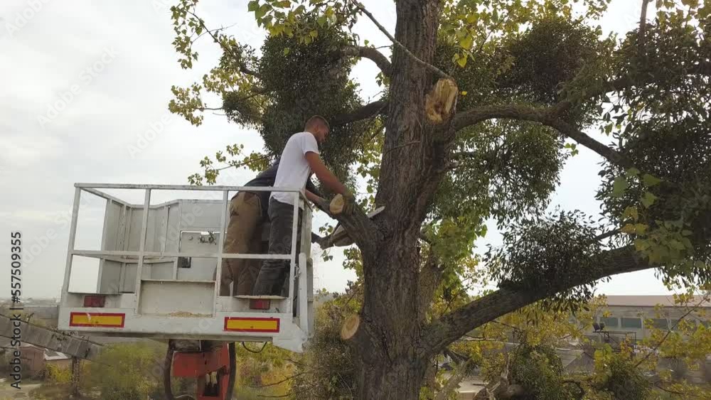 Two male service workers cutting down big tree branches with chainsaw from high chair lift platform Two male service workers cutting down big tree branches with chainsaw from high chair lift platform