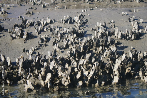 Oysters in mud exposed at low tide photo