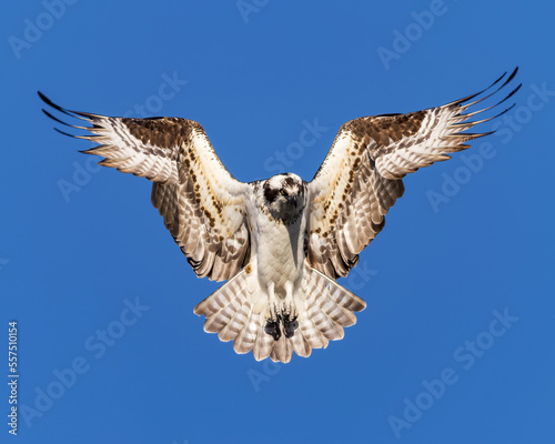An Osprey hovers in mid-air