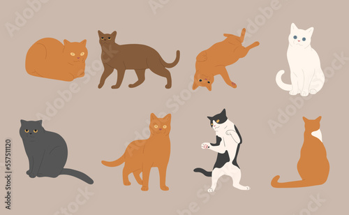 cat cute 1 on a white background  vector illustration.