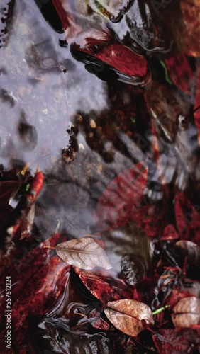 A looping video of water drops in a puddle of leaves on a rainy day in Seattle, WA.