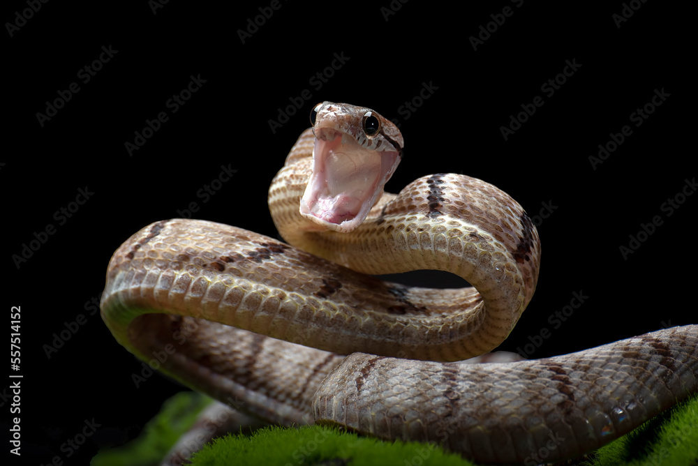 Fototapeta premium Dog-toothed Cat Snake in attack position
