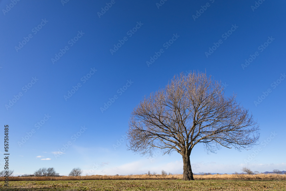 一本の木と青空　背景素材