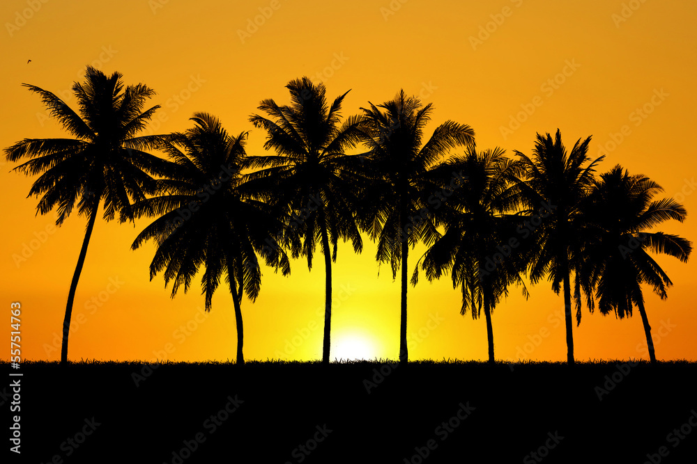 Silhouette of trees with beautiful light. beautiful view in the evening
