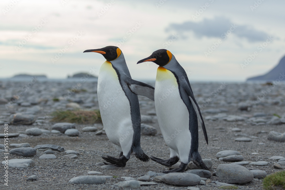 Naklejka premium Two King Penguins (Aptenodytes patagonicus) in Antarctica walking along a rocky foreshore. 