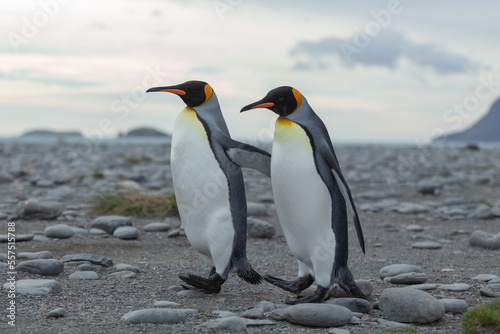 Two King Penguins  Aptenodytes patagonicus  in Antarctica walking along a rocky foreshore. 