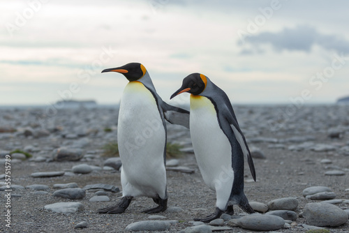 Two King Penguins  Aptenodytes patagonicus  in Antarctica walking along a rocky foreshore. 