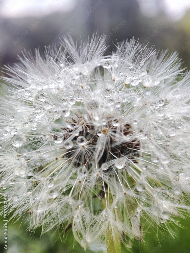 Fototapeta premium close up of dandelion