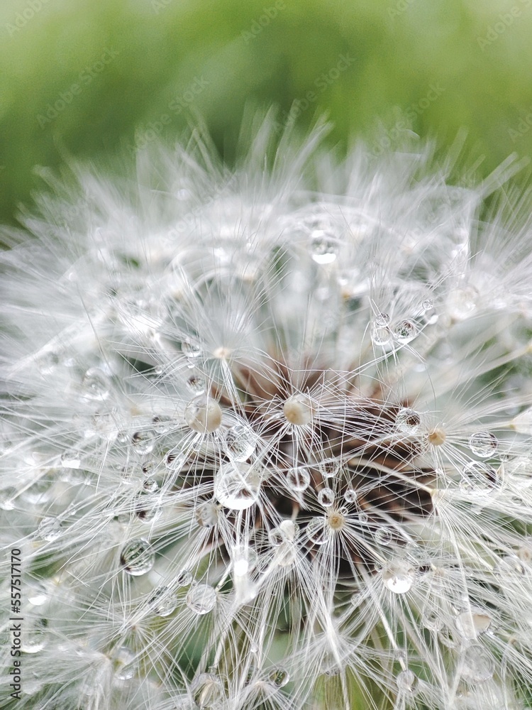 Fototapeta premium dandelion seed head
