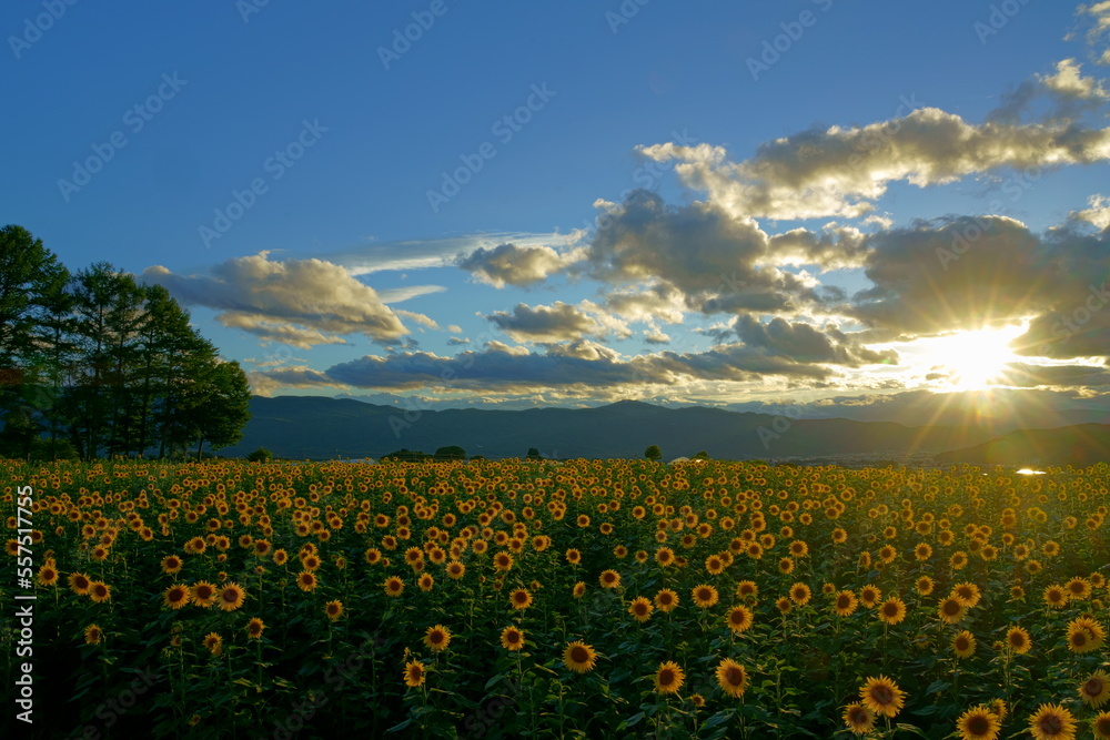 Fototapeta premium 夏の夕日の光を背に受けるヒマワリ畑