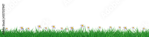 green grass field with little white flowers background 3D rendering