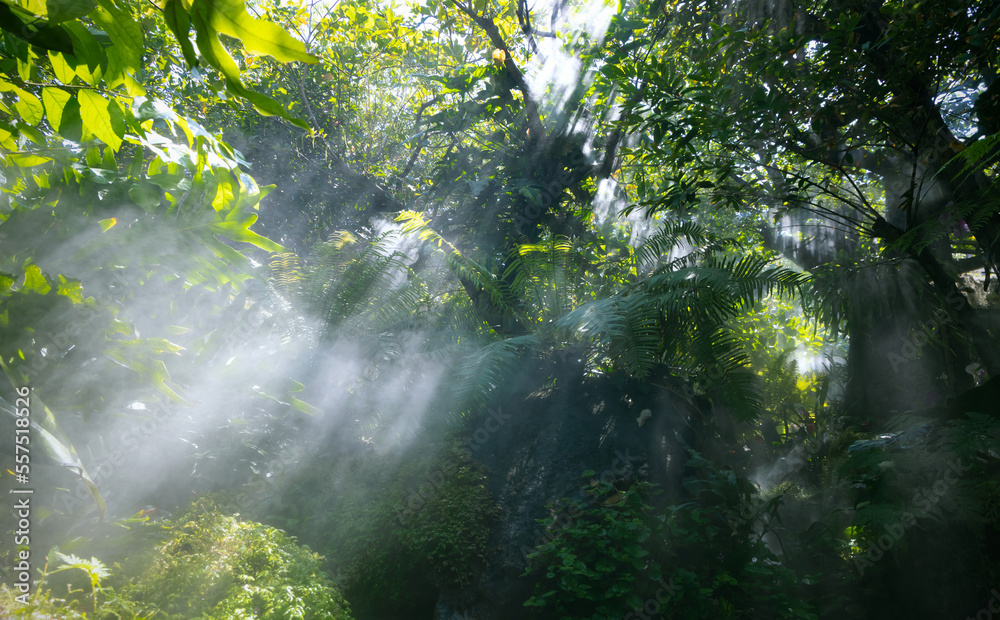 Tropical jungle with  green of the nature as sun beam and mist-foggy in the morning at the  garden.