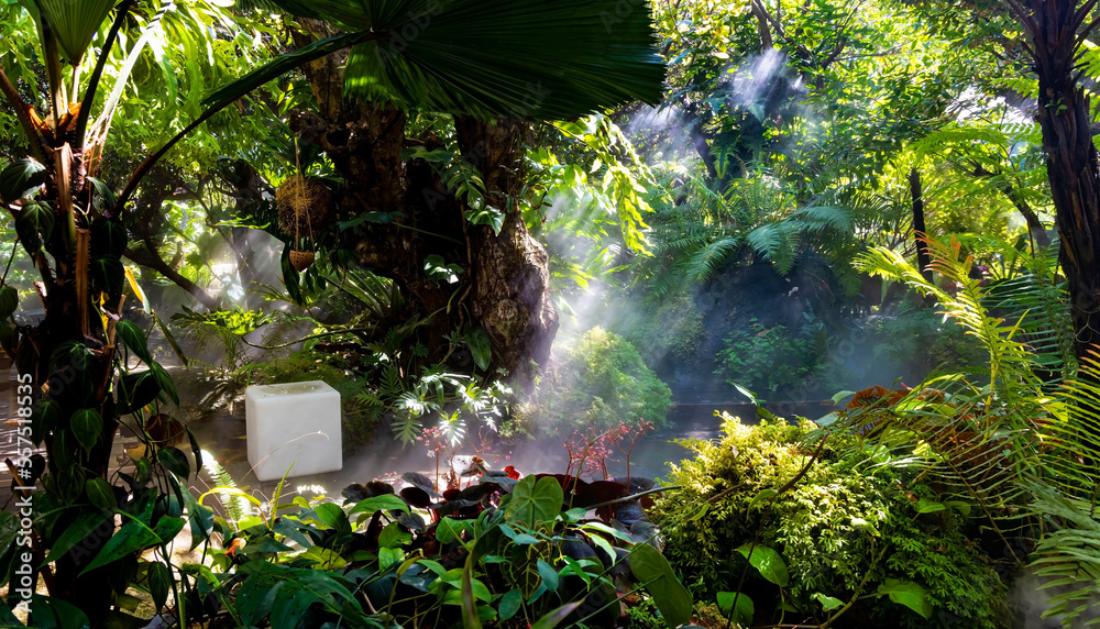 Tropical jungle with green of the nature as sun beam and mist-foggy in the morning at the garden. Tropical jungle with green of the nature as sun beam and mist-foggy in the morning at the garden.