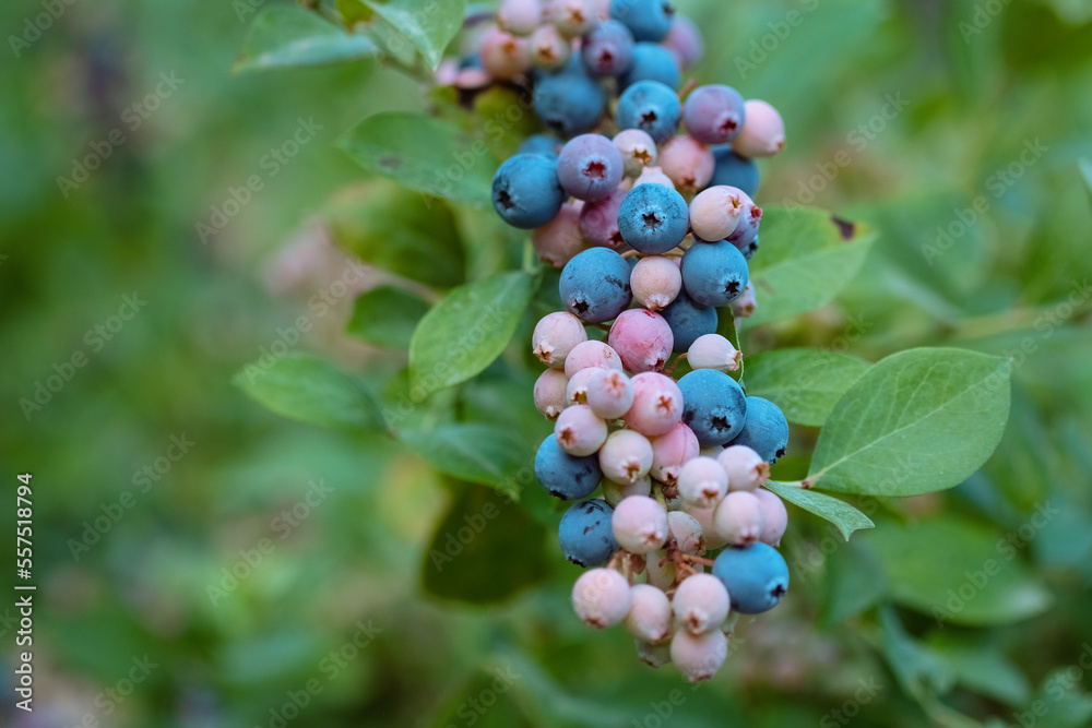 Ripe blueberries are ready for collection, close-up. Fresh organic blueberries on the Bush. Bright colours Ripe blueberries are ready for collection, close-up. Fresh organic blueberries on the Bush. Bright colours