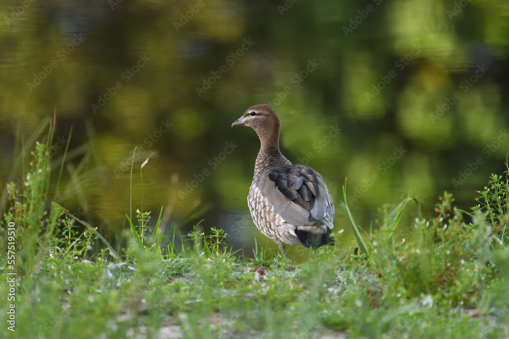 Obraz premium Adult female Australian Wood Duck -Chenonetta jubata- edge of lagoon looking over shoulder green blurry bokeh background