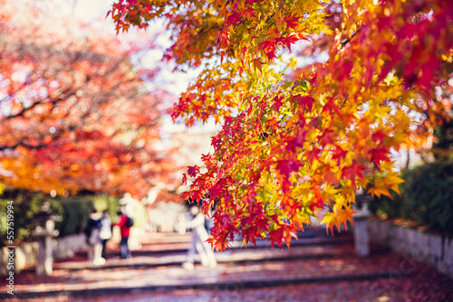 Colorful autumn leaves on a rainy day at Kitano Tenmangu Shrine in Kyoto  Japan.