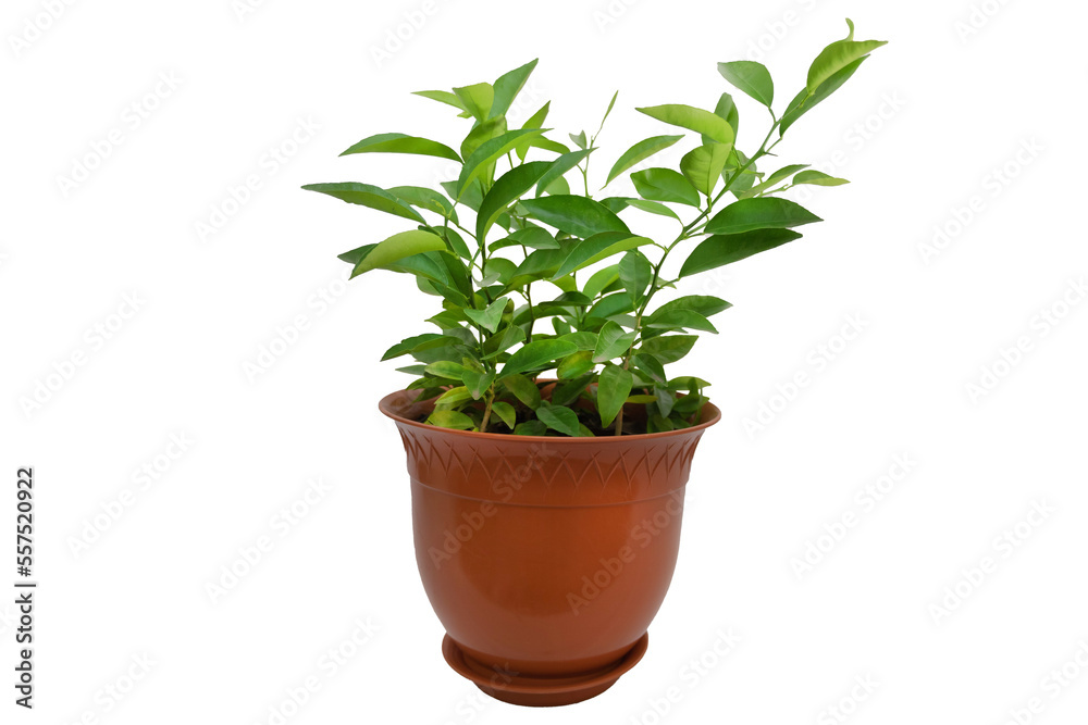 A Group of Orange Tree Seedlings Thriving Together in a Pot isolated on white background A Group of Orange Tree Seedlings Thriving Together in a Pot isolated on white background