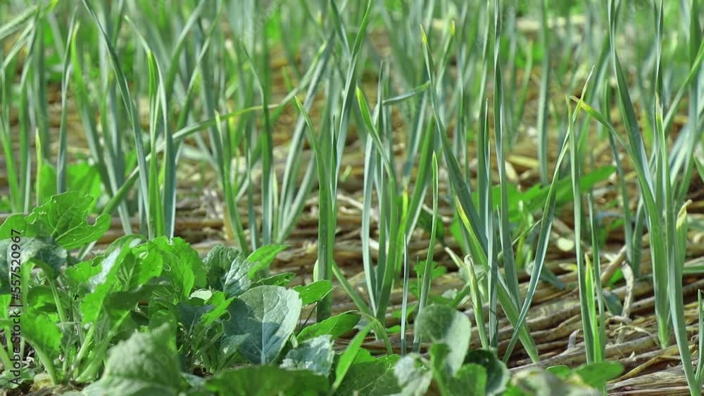 Green Garlic Plants Sprouting In The Village Farm Green Garlic Plants Sprouting In The Village Farm