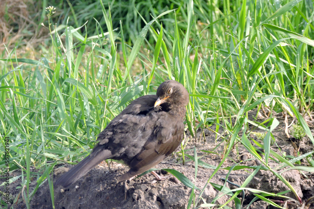 A female blackbird preening its feathers and sitting on the ground, sunny day A female blackbird preening its feathers and sitting on the ground, sunny day