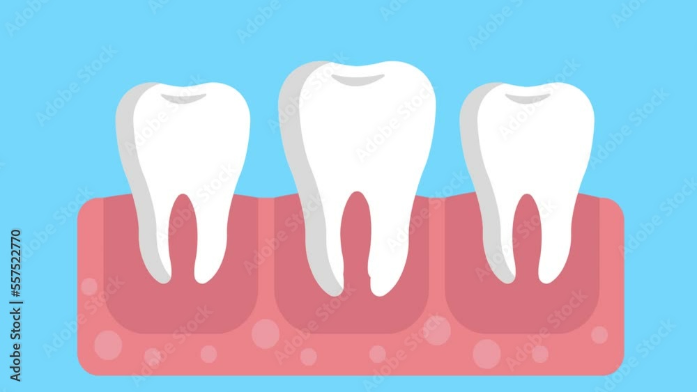Human tooth anatomy cross section for medical dental clinic inside the teeth animation Human tooth anatomy cross section for medical dental clinic inside the teeth animation