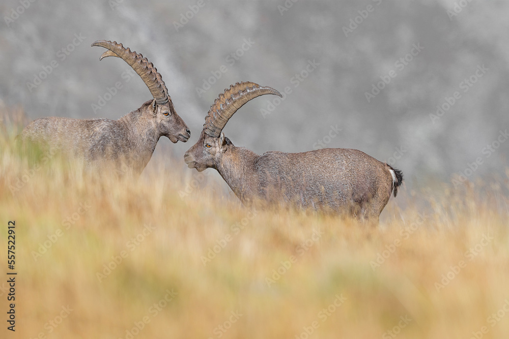 Ibexes males in the autumn season (Capra ibex) Ibexes males in the autumn season (Capra ibex)
