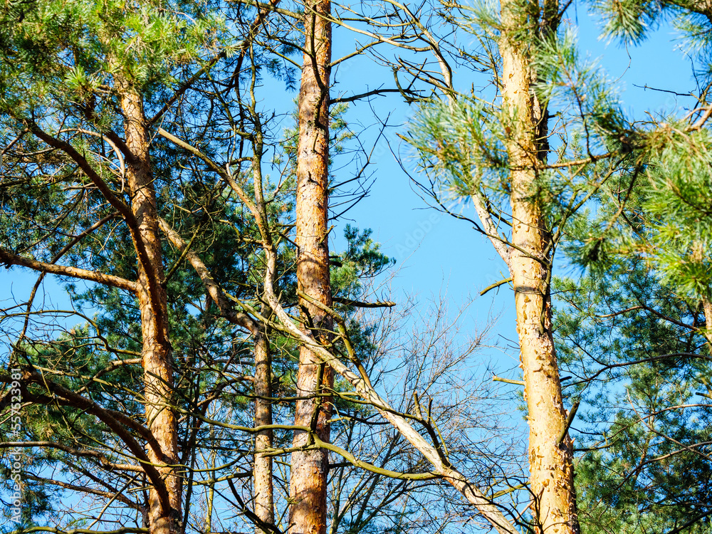 Slanting pine tree among the trunks of conifers Slanting pine tree among the trunks of conifers