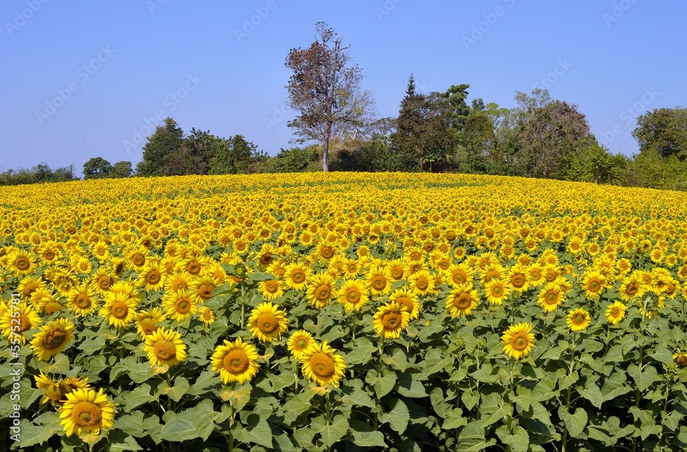 field of sunflowers in the country
