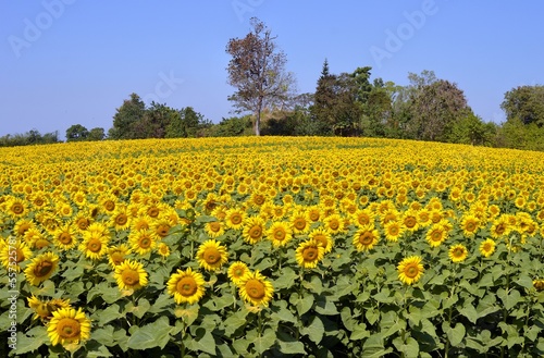 field of sunflowers in the country