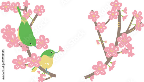 サクラの枝にとまる2羽のウグイス　イラスト素材
