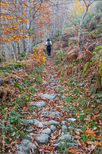 Trekker walking through chesnut forest, Ambroz Valley, Spain