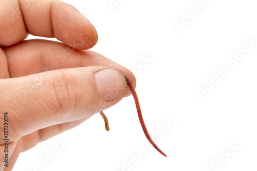 Hand holding red earthworm. Isolated on white.