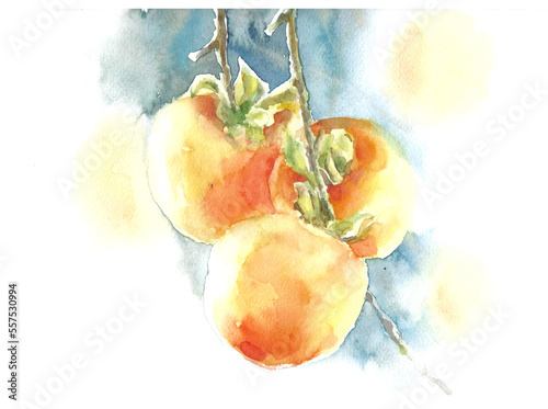 Persimmons on branch on blue background watercolor illustration