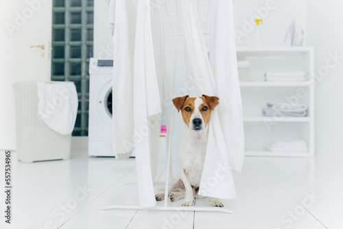 Jack russell terrier dog poses between white towels hanging on clothes dryer in washing room. Washer and laundry basket in background. photo