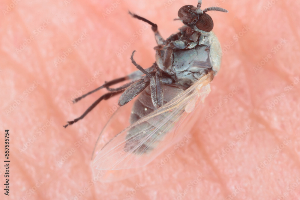 Φωτογραφία Adult Black Fly of the Family Simuliidae killed after trying to sucking blood from a human skin