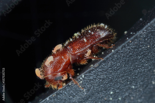 Detail shot of a bark beetle. A beetle covered with parasitic mites.