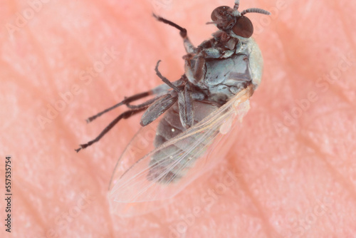 Adult Black Fly of the Family Simuliidae killed after trying to sucking blood from a human skin. photo