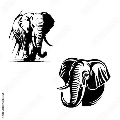 2 elefanti photo
