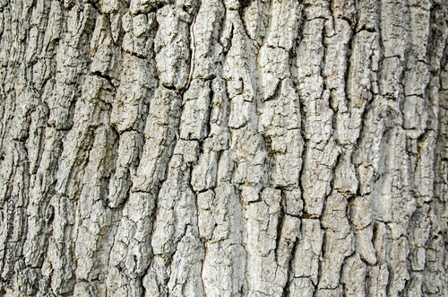 Oak Tree Bark Texture, Close Up