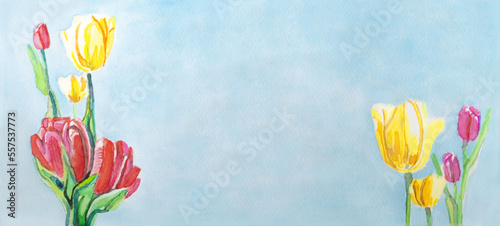 Tulips in yellow and pink red against a light blue sky. Watercolour on watercolour paper. Vector in panorama format.